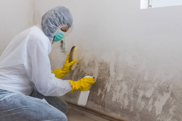 Professional Mold Remediation in Paw Paw Lake, MI