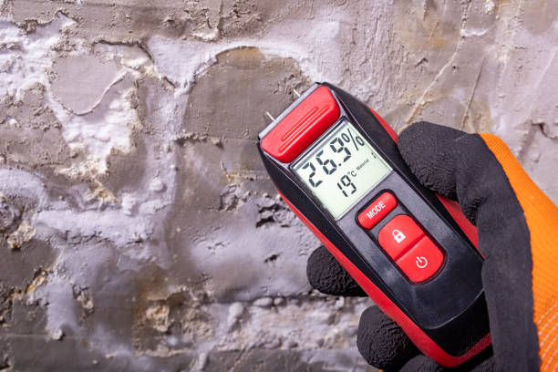 Best Black Mold Remediation in Paw Paw Lake, MI
