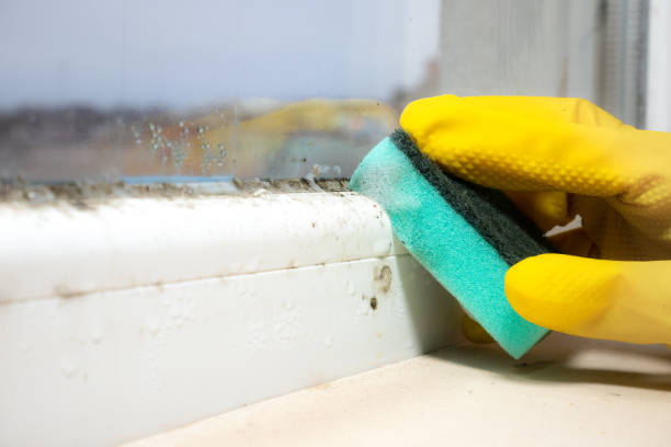 Best Localized Mold Remediation (e.g., coastal areas, humid climates) in Paw Paw Lake, MI