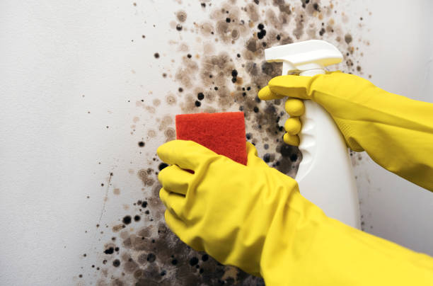 Best White Mold Remediation in Paw Paw Lake, MI
