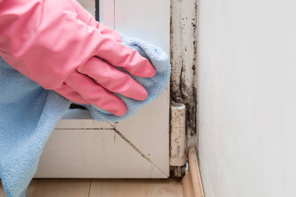 Best Bathroom Mold Remediation in Paw Paw Lake, MI